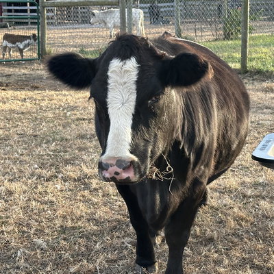 RBR Annabelle profile picture