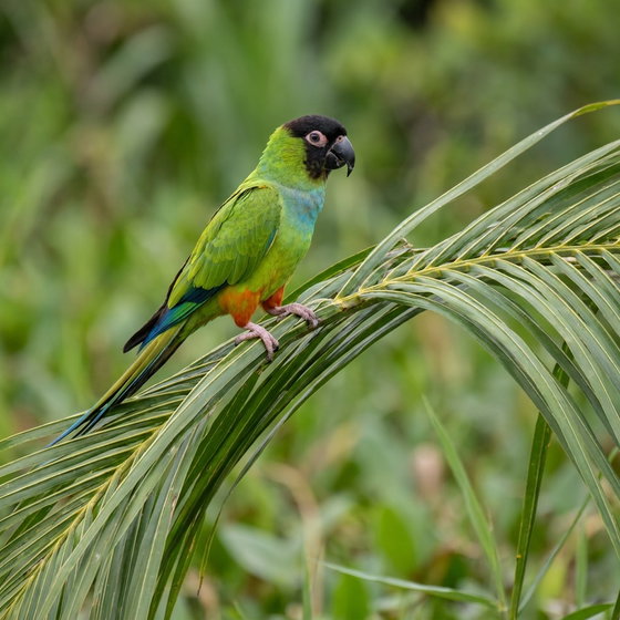 nanday conure