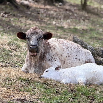 Starburst profile picture