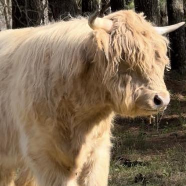 Trump profile picture