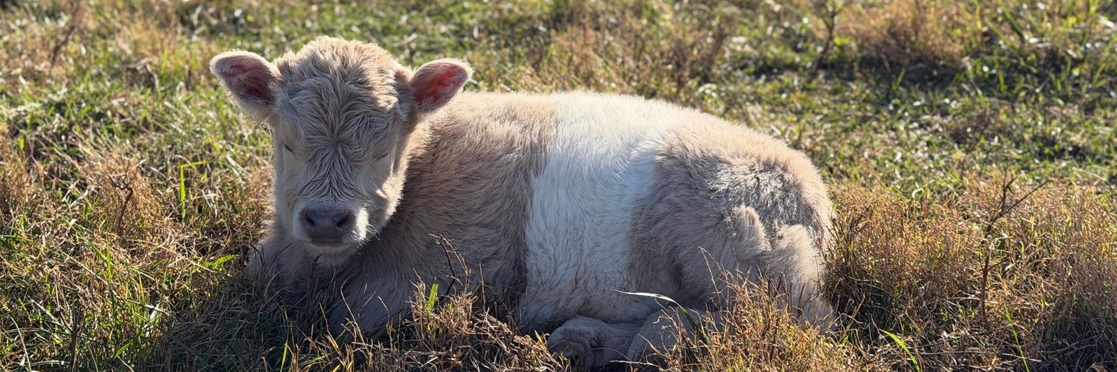 Mr. Steal your Girl profile cover image