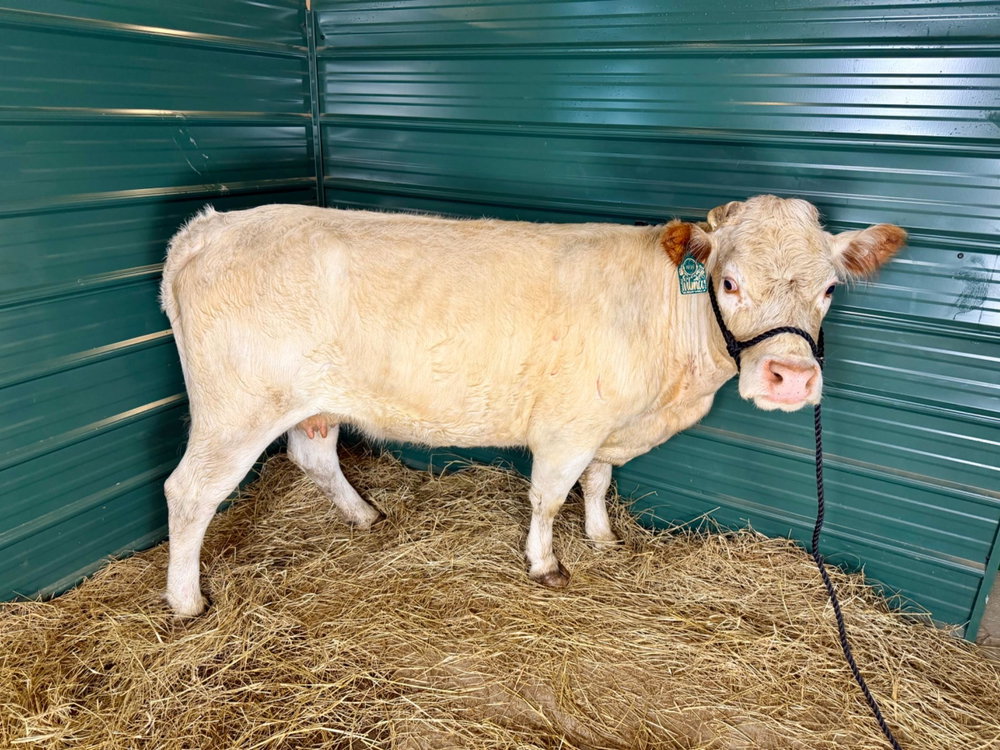 Wilma, photo 2