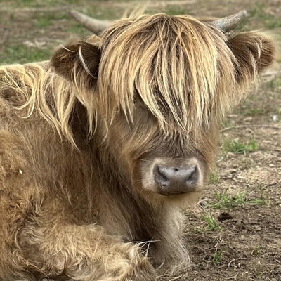 Ringo profile picture