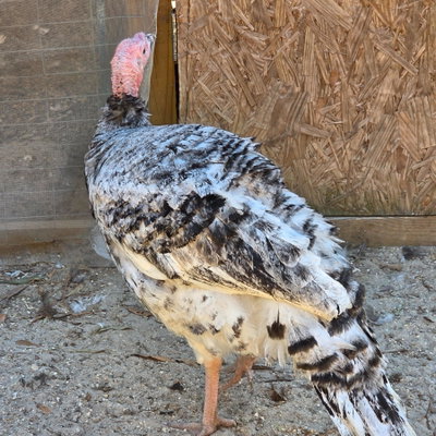 Oswald profile picture