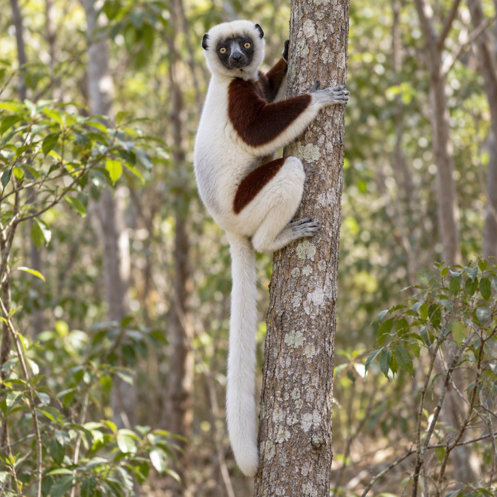 Coquerel's sifaka