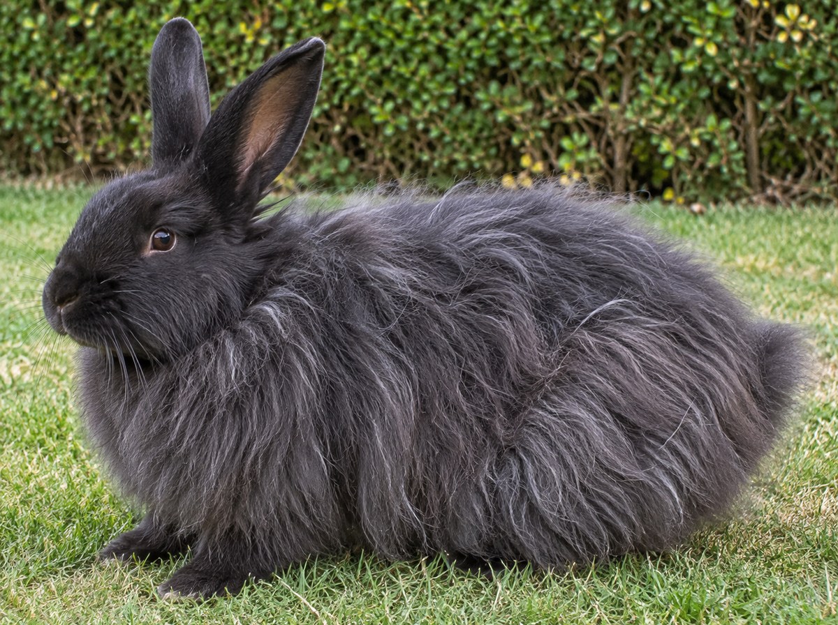 French Angora