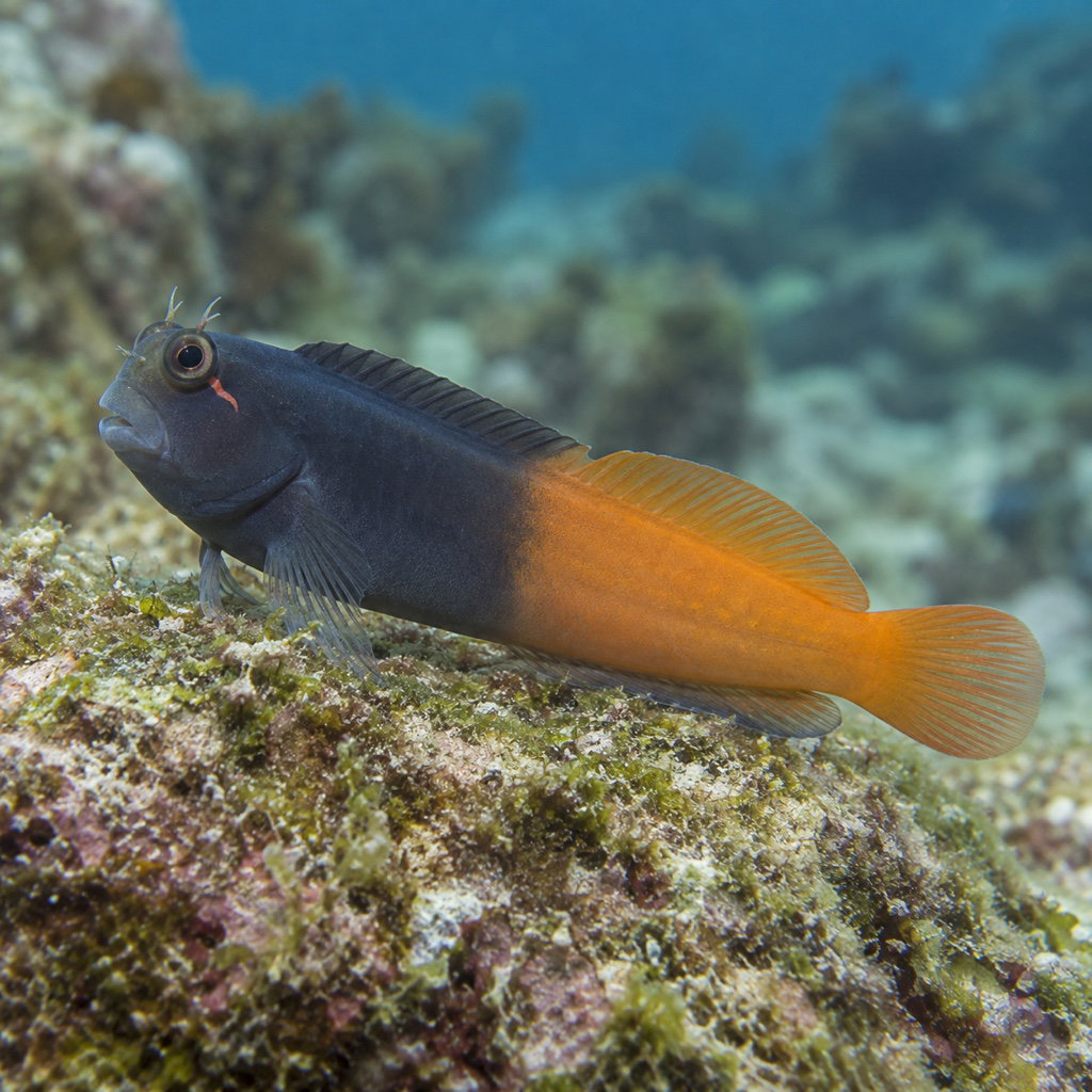 bicolor blenny