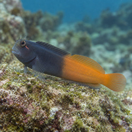 bicolor blenny