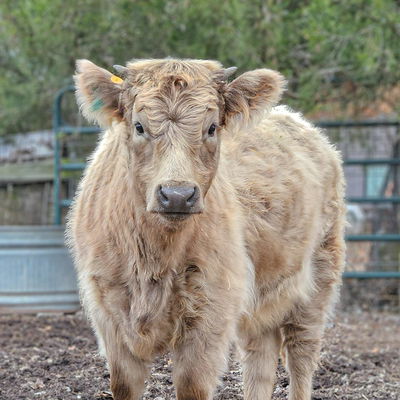 Crescent Moon profile picture