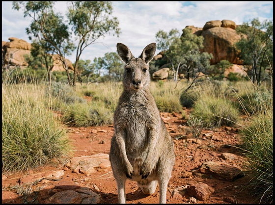 common wallaroo