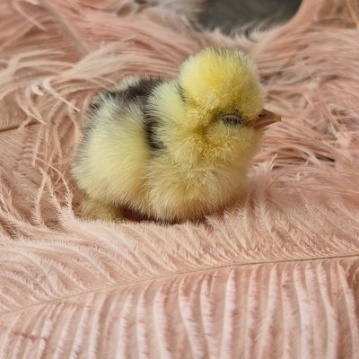 Chicky 5 profile picture