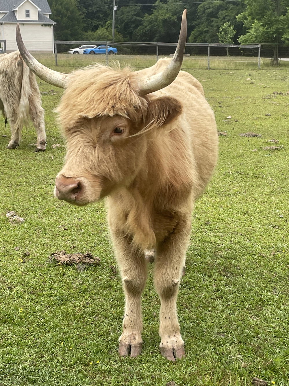 Buttercup, photo 3