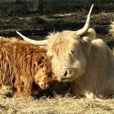 Forbes Ranch Mini Coos profile picture