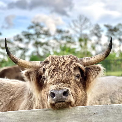 Helgemo Haven Homestead profile picture