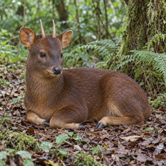 southern pudu