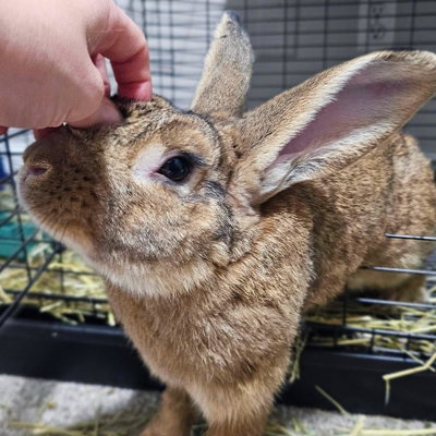 Pippin profile picture