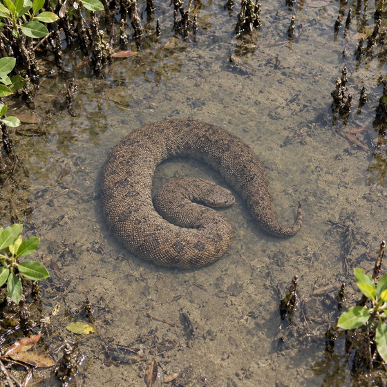 Javan file snake