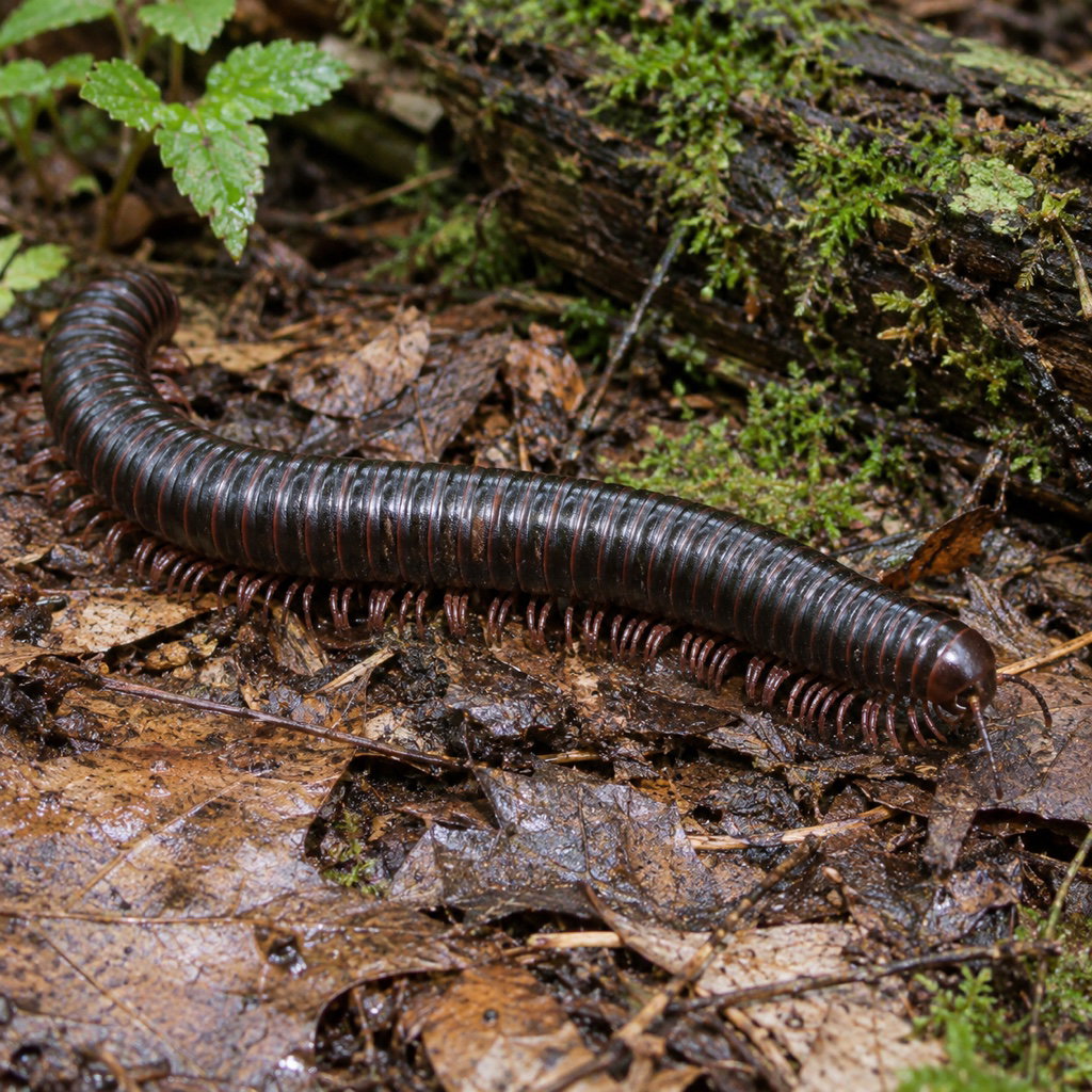 American giant millipede
