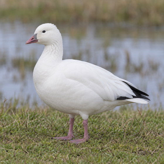Ross's goose