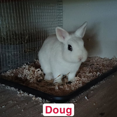 Doug profile picture