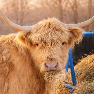 Primrose profile picture