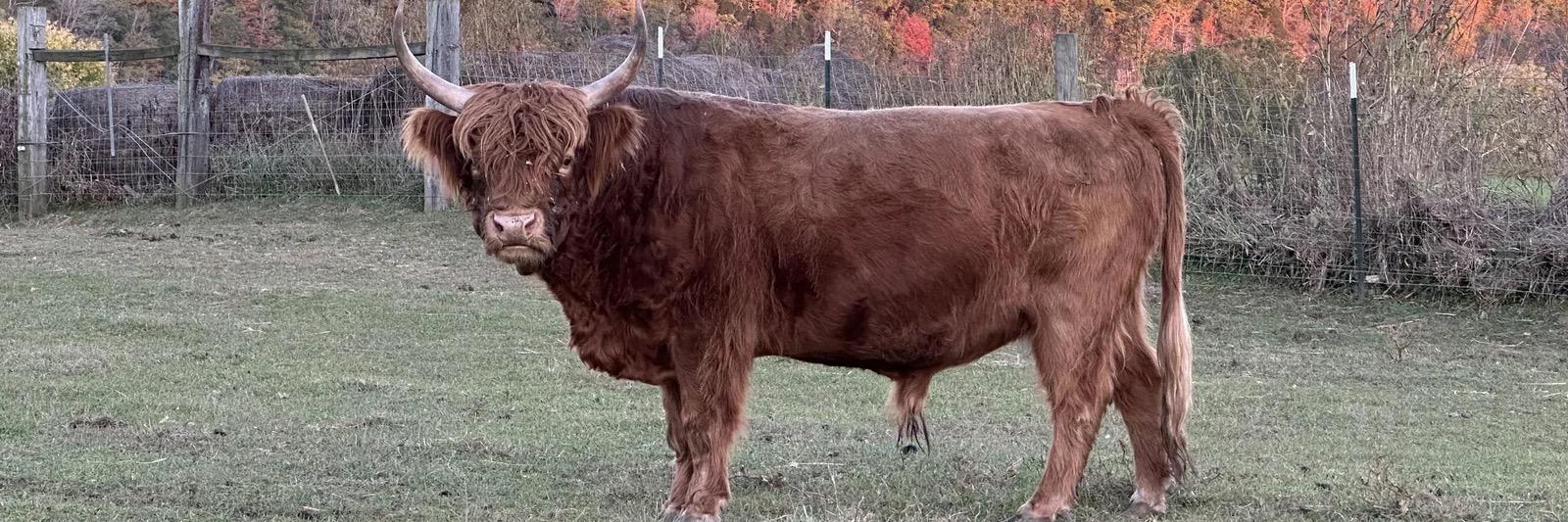 RBR Archie profile cover image