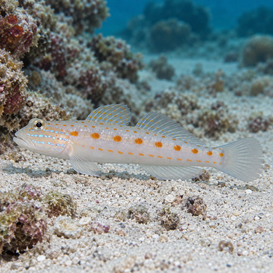 maiden goby
