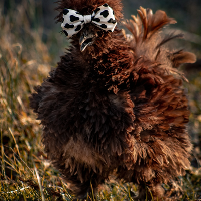 Coco Chanel profile picture