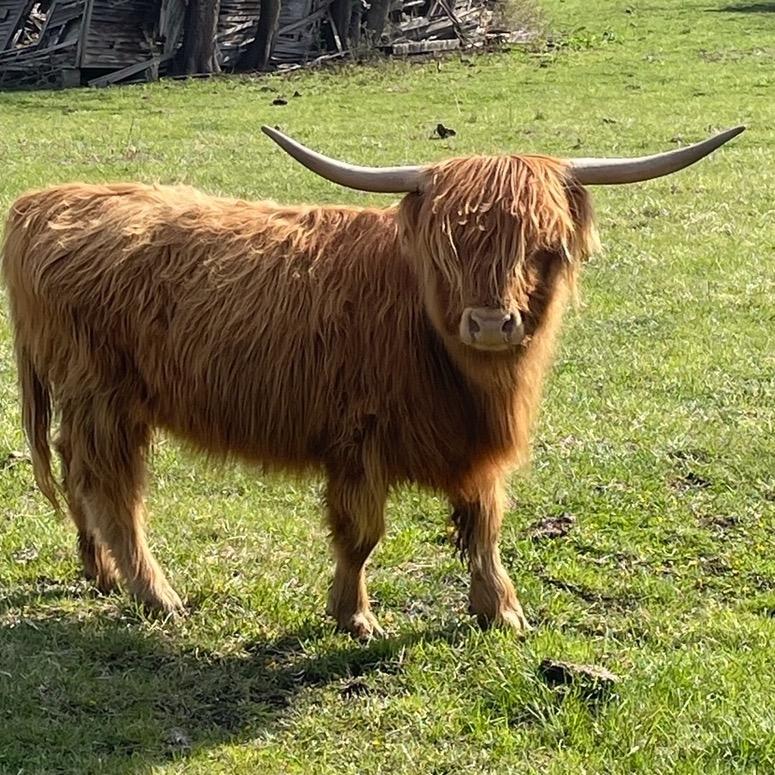 A Peculiar Farm Alanis