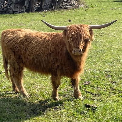 A Peculiar Farm Alanis profile picture