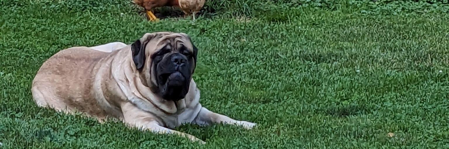 Masterpiece Mastiffs profile cover image