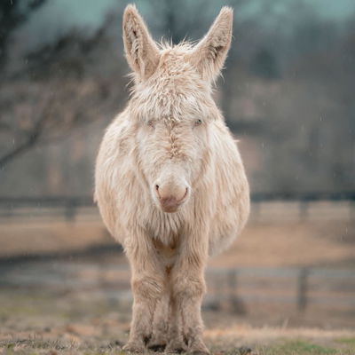 Nieve profile picture