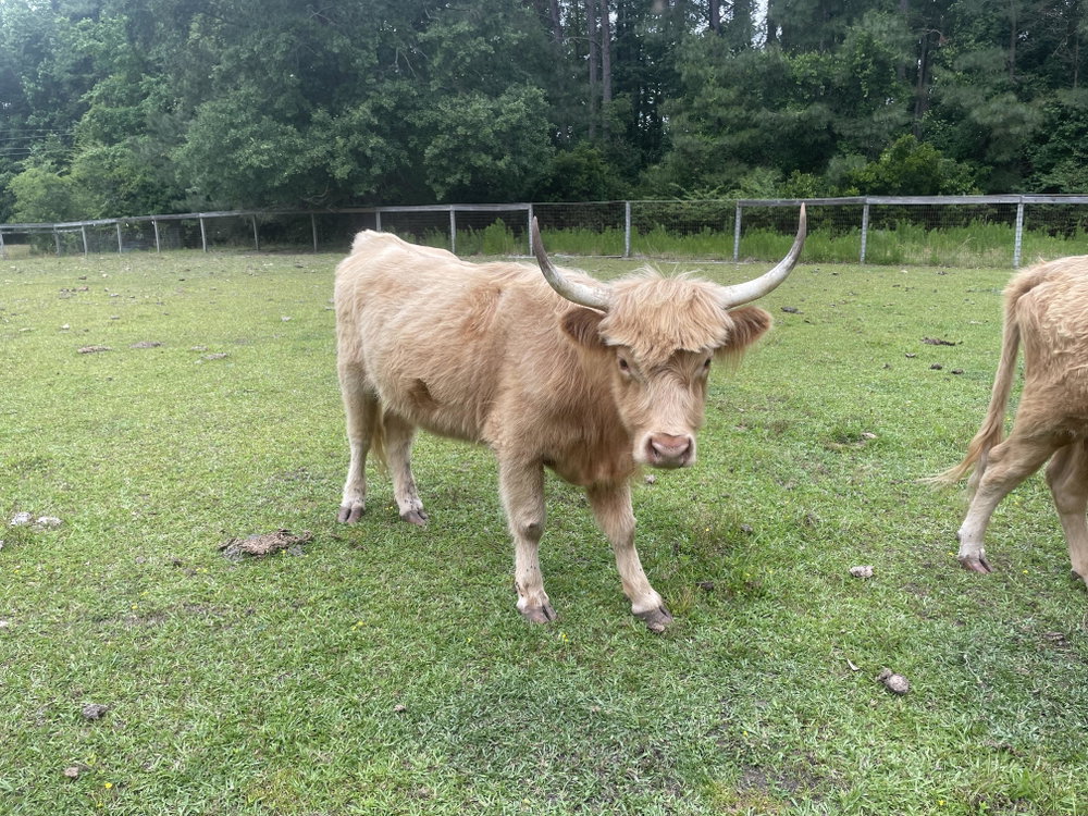 Buttercup, photo 4