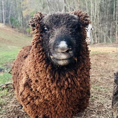 Frank profile picture