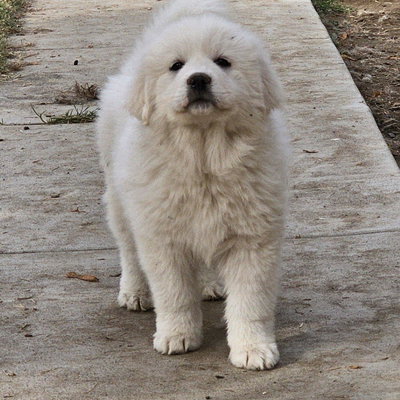 Great Pyrenees Puppies profile picture