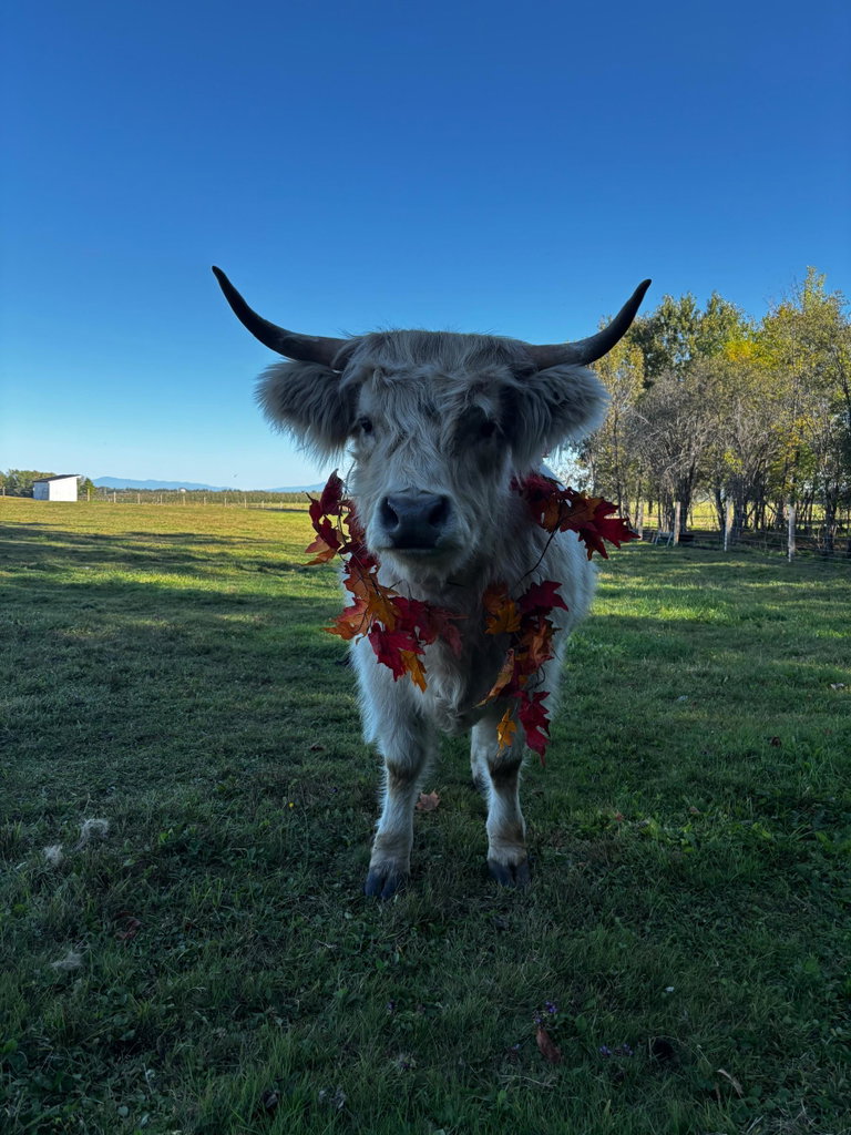 Cow Cuddles, photo 6