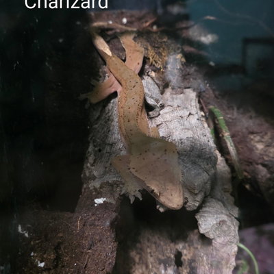 Charizard profile picture