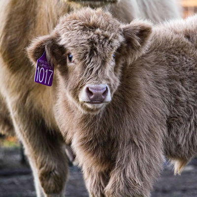 Georgie profile picture