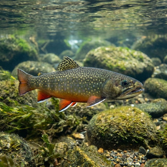 brook trout