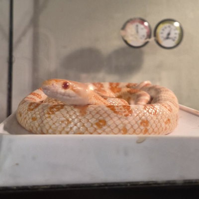 Clementine profile picture