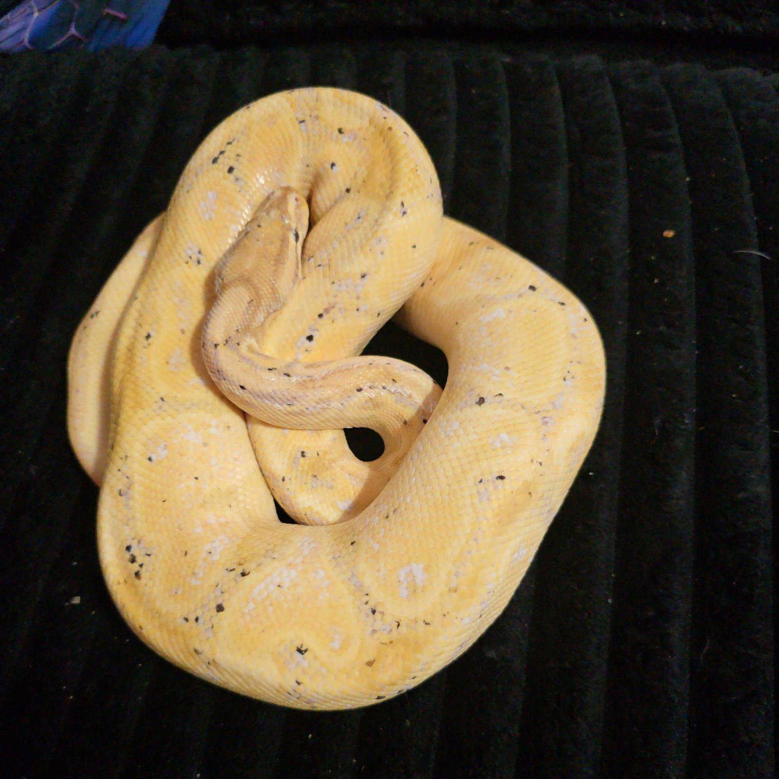 Khal