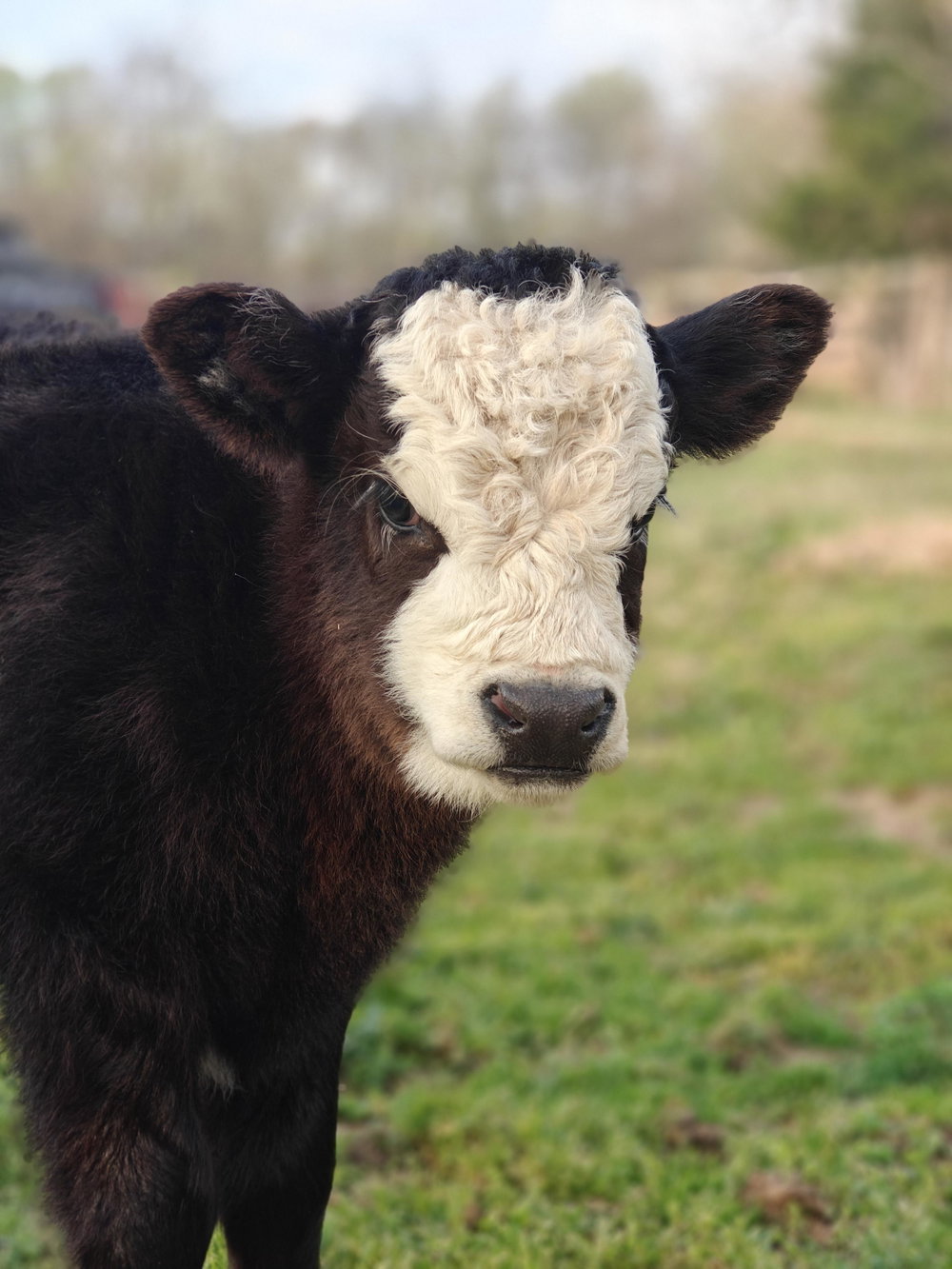 Bessie Baby, photo 3