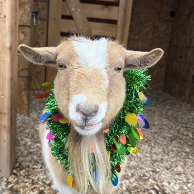 Ribbon profile picture