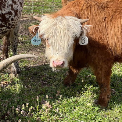 Wally profile picture