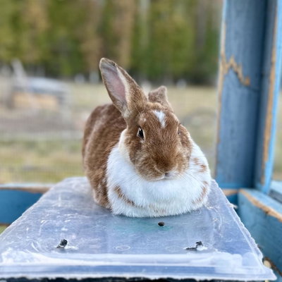Babs profile picture