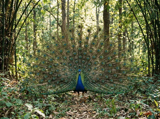 Indian Peafowl