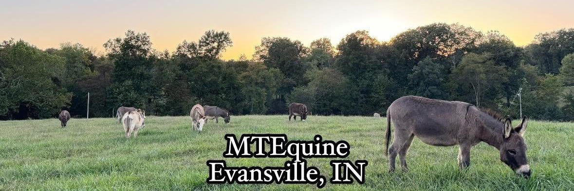 MT Equine profile cover image