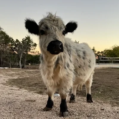 Hannah profile picture