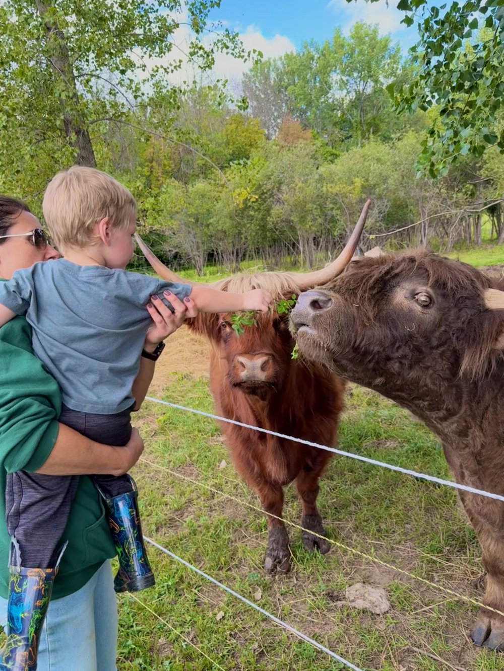 Private cow cuddle session, photo 9
