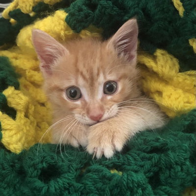 Munchkin profile picture